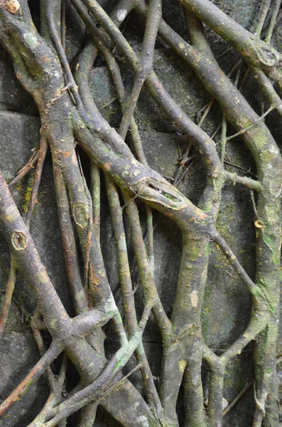 Large Roots Tropical Tree Have Grown Stone Wall Wall Barely — Stock Photo, Image