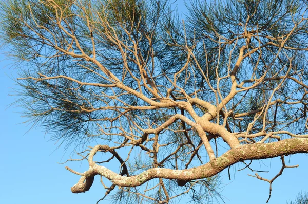 Avustralyalı Açık Mavi Gökyüzü Karşı Meşe Ağacı Gördün Boğumlu Dallar — Stok fotoğraf