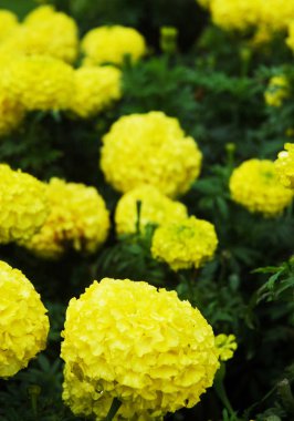 Her biri yüzlerce yaprakları olan sarı çiçeklerden oluşan bir küme. Bir yağmur damlası ön planda bir taç yaprağı düşüyor. Bitki yeşil yapraklarla kaplıdır..