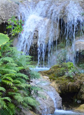 Sığ bir şelale bir kaya havuzuna yuvarlanıyor. Eğrelti otları ve küçük kırmızı çiçekleri olan bir bitki taşlar üzerinde büyüyor.
