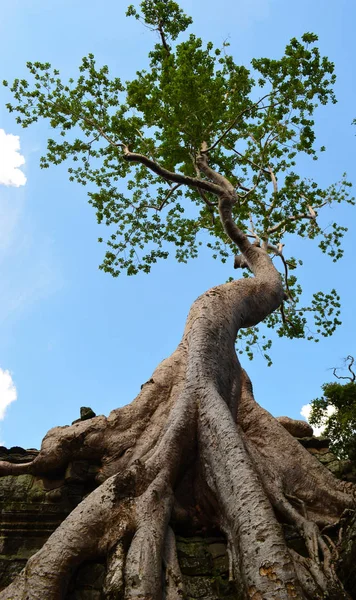 Raízes Uma Árvore Gigante Estão Espalhando Sobre Algumas Ruínas Pedra — Fotografia de Stock