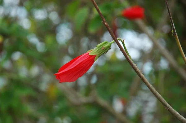 Hibiscus Rouge Non Ouvert Sur Une Branche Nue Branche Derrière — Photo