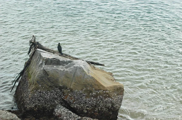 Cormorant Sitting Piece Driftwood Resting Rock Ocean Surrounds Rock Rock — Stock Photo, Image