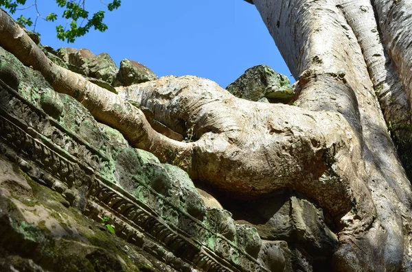 Obrovité Zkroucené Kořeny Tropického Stromu Vyrostly Nad Kamennou Stěnou Stěna — Stock fotografie