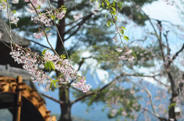 Branches of cherry blossom can be seen drooping across the photograph. Behind (and out of focus) is an old wooden waterwheel. Snow on a mountian can also be seen - this is Mt Fuji.