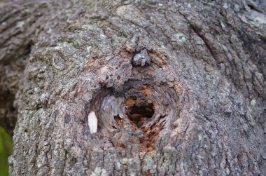 Bir ağaç gövdesinde kırık ve dokulu kahverengi ve kırmızı kabuğu ile kaplıdır. Bir delik bir kaç yaprakları ile gövde kurdu ve içinde çırpı.
