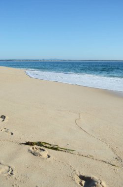 Bir ormandaki Sydney mavi sakız olarak bilinen okaliptüs ağaç gövdeleri closeup. Kabuk soyma, gövdeleri farklı renkleri gösterilen.