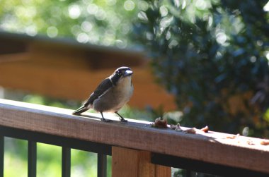 Bir ormandaki Sydney mavi sakız olarak bilinen okaliptüs ağaç gövdeleri closeup. Kabuk soyma, gövdeleri farklı renkleri gösterilen.