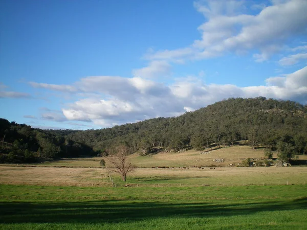 Australiensisk Landskap Med Mjukt Böljande Kullar Täckta Med Träd Kor — Stockfoto