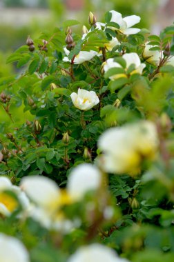 Sarı merkezlerle beyaz güller yeşil bir çalı üzerinde tomurcuklar ile çevrilidir.