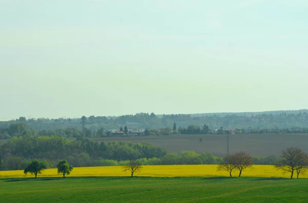 Flores Amarillas Colza Llenan Campo Junto Otro Lleno Plantas Verdes — Foto de Stock