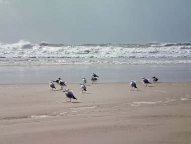 Gri taş Buda, Japon bir dini heykeli. Heykel bir elinde bir top ve bir kutup başka bir tutar. Heykelin üzerine sondaki üzüm var. Arka plan ağaç ve çalı formu.