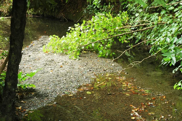 小石のベッドは 浅い小川で公開されます 発光の葉のある木が水をオーバー ハングします — ストック写真