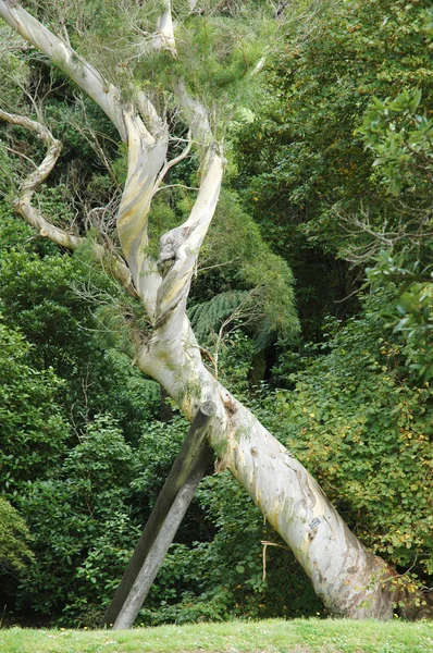 An old tree is supported by two wooden poles. The bark of the tree is white and silver. The tree is against a background of bushes and treees.