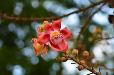 Tropikal çiçek yeşil bir arka plan karşı görülür. Turuncu, sarı kenarları ile yaprakları vardır.