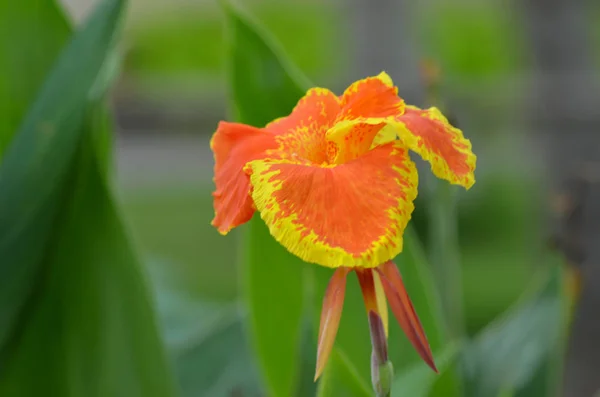 在绿色的背景下看到一朵热带花朵 花瓣是橙色的 周围有黄色的边缘 — 图库照片