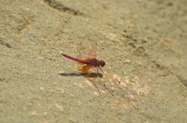 Issız bir kumsalda Fiji bulunan bir kaya aittir. Çok büyük bir ağaç plaj üzerinde büyür. Defne ' tarafında kum kenarına bir orman büyür.