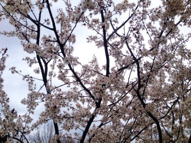 Soluk pembe çiçekleri bir ağaç kapsar. Bir bulutlu gökyüzü karşı siluet dalları bulunmaktadır.