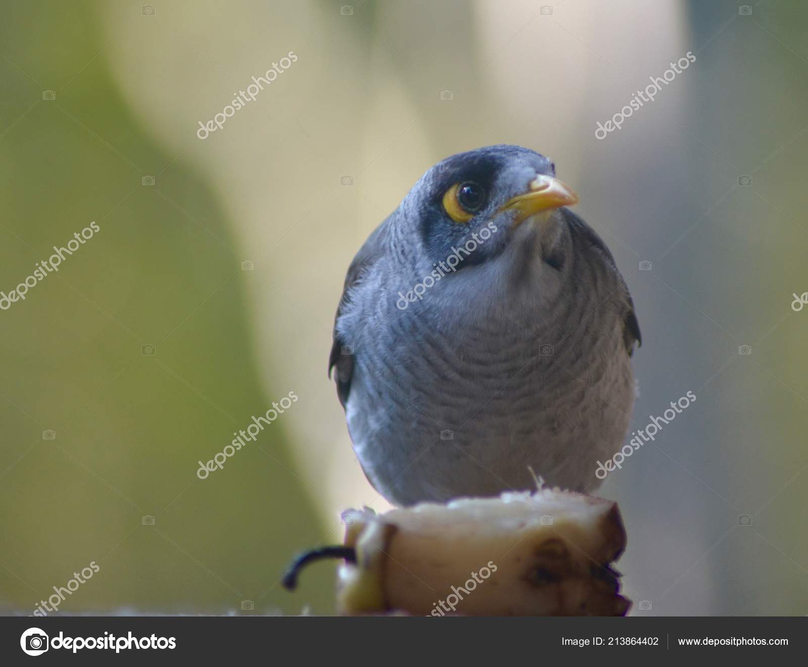 Oiseau Australaina Mineur Mange Une Pomme Vue Sur Fond Vert