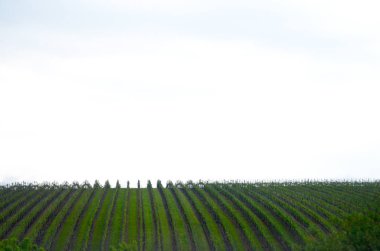 Yeşil bir arka planda görülen bir elma yiyen bir Australaina küçük kuş. Sarı gözleri ve onun vücut ve kafa siyah dokunuşlar ile sarı gagası gri bir kuştur.