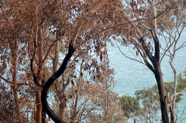 Yeşil Bir Arka Planda Görülen Bir Elma Yiyen Bir Australaina — Stok fotoğraf