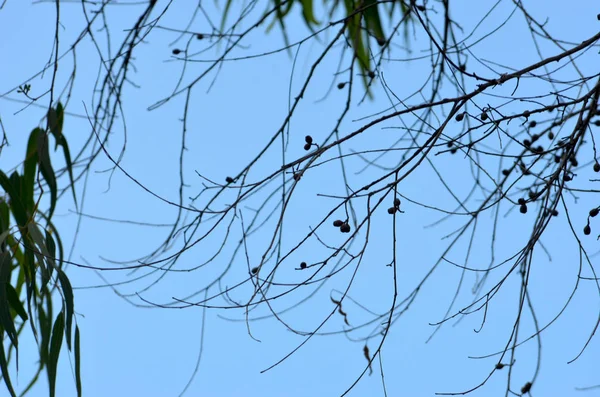 The bare branches of a eucalyptus tree are covered with gum nuts. They are seen in silhouette against a blue sky. Other branches have clusters of green leaves.