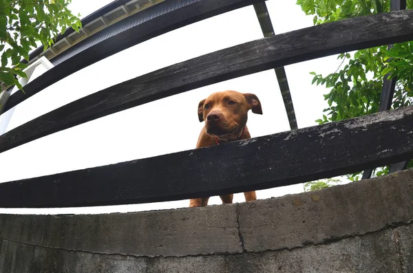 Cachorro Marrón Con Collar Rojo Está Mirando Través Las Lamas —  Fotos de Stock