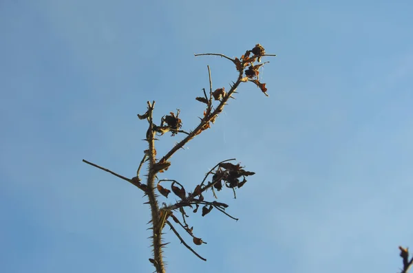 Une Branche Arbre Est Couverte Grosses Épines Ainsi Que Quelques — Photo