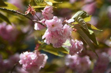 Çiçek kaplı bir ağaçta narin pembe kiraz çiçeklerinin yakın çekim.