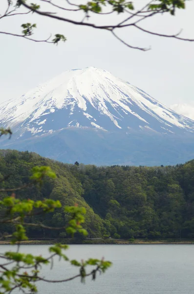 MT Fuji látható egy tó, amely határos erdei. — Stock Fotó