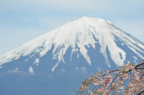 Egyik ága a rózsaszín cseresznyevirág drapéria az egész sarokban a fénykép, a kúp MT Fuji a távolban. — Stock Fotó