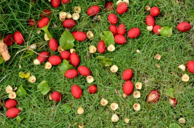 Kırmızı tohum bakla yeşil çim üzerine düşmüş yalan.