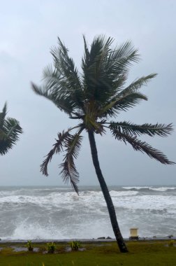 Okyanusa yakın bazı çimenler üzerinde bir palmiye ağacı arka planda çöken dalgalar ile, bir fırtına sallanan.