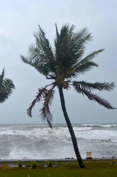 Okyanusa yakın bazı çimenler üzerinde bir palmiye ağacı arka planda çöken dalgalar ile, bir fırtına sallanan.