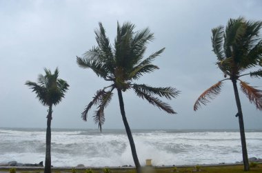 Hindistan cevizi palmiye ağaçları fırtınalı bir deniz tarafından güçlü bir rüzgar sallanan.