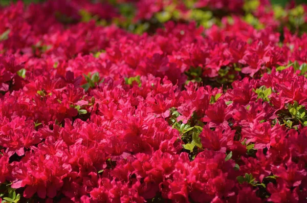 Azalea arbustos cubiertos de flores de color rosa oscuro . — Foto de Stock