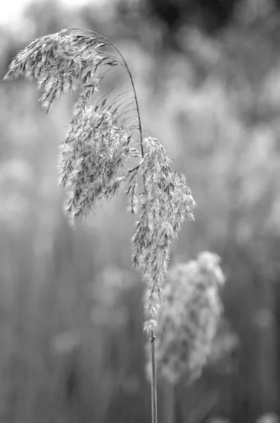 Černobílá fotografie kvetoucí trávy. — Stock fotografie
