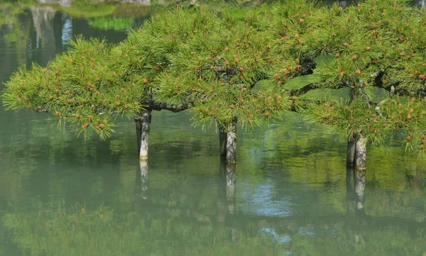 Rami di pino nero giapponese che crescono su uno stagno, sostenuti da pali di legno . — Foto Stock