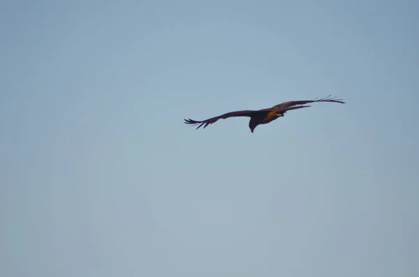 Ένας αετός πετάει μέσα από έναν καθαρό ουρανό.. — Φωτογραφία Αρχείου