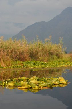Sarı, kırmızı ve turuncu çiçekli bitkiler çeşitli renklerde boyanmış eski teneke kutulardır. Çiçekler kasımpatıları da içeriyor. Bitkiler beton bir duvarın üzerinde, arka planda odak dışı bir bahçe var..