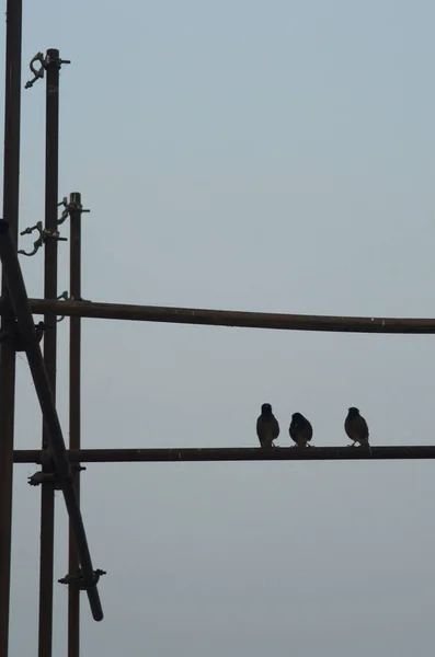Üç Hint Myna kuşu bir metal iskeleye tünemiş. İskelenin dikey ve yatay kirişleri var. Kuşlar ve metal siluetleri sabahın erken saatlerinde gökyüzüne karşı.