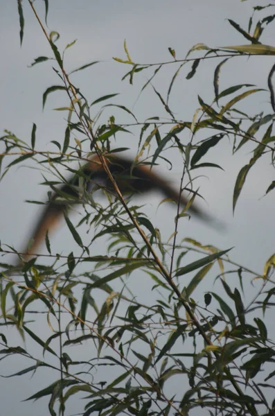 The outline of a brown hawk is just visible through the leaves of a tree. The sky is blue. With the focus on the foreground, the hawk is a blurred image of movement.