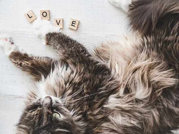 Gatinho Encantador Encantador Deitado Uma Mesa Branca Perto Das Letras — Fotografia de Stock