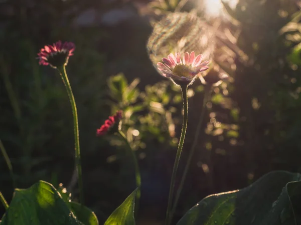 美しい 緑の草 太陽光線 野生のフィールドを背景に早朝にデイジーの花を咲きます クローズ アップ 田舎の生活の概念 — ストック写真