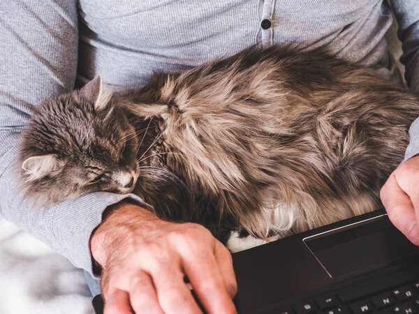 Men's hands, laptop and a gentle, cute kitten. Top view, close-up. Concept of care for pets