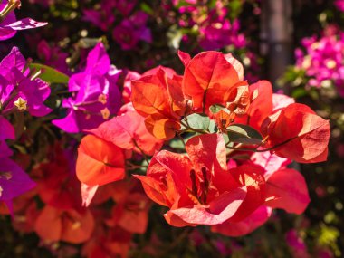 güzel pembe ve kırmızı çiçekler