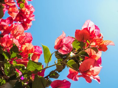 güzel pembe ve kırmızı çiçekler