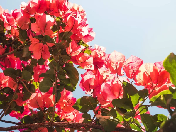 Красивые розовые и красные цветы — стоковое фото