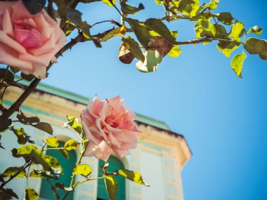 Çiçeklenme ile güzel ağaç pembe güller