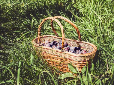 Günbatımı güneş ışınlarının yeşil çimenlerin üzerinde ayakta Olgun, güzel kokulu erik ile hasır sepet. Hasat ve kış için hazırlık